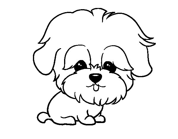 maltese coloring pages - photo #15
