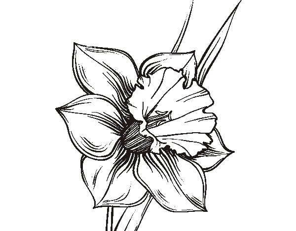 daffodil flower coloring pages - photo #36